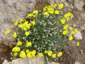 Helianthemum urrielense